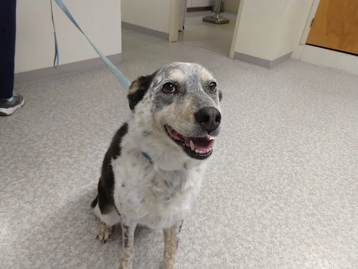 Molalla Veterinary Clinic Picture 1