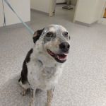 Molalla Veterinary Clinic