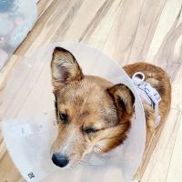 Hope Animal Hospital ico