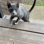 Molalla River Veterinary Center