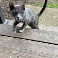 Molalla River Veterinary Center ico