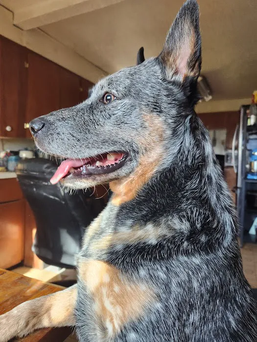Molalla River Veterinary Center Picture 7