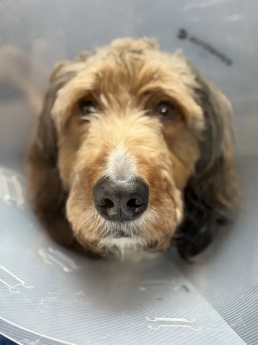 Alder Creek Veterinary Clinic Picture 1
