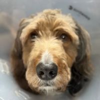 Alder Creek Veterinary Clinic ico