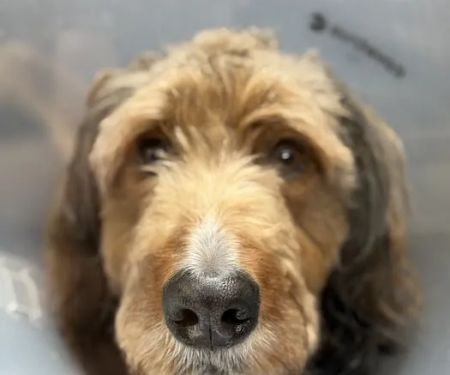 Alder Creek Veterinary Clinic