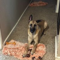 Amazia Veterinary Service ico