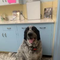 Columbia Veterinary Clinic ico