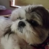Midway Veterinary Hospital ico