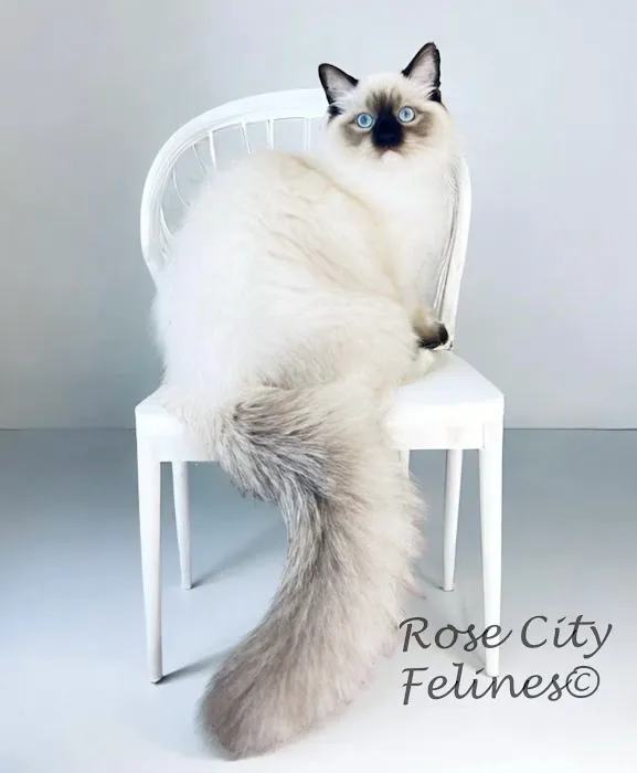 Rose City Felines~ Cozy Cottage Ragz~Specializing in Ragdolls Picture 4