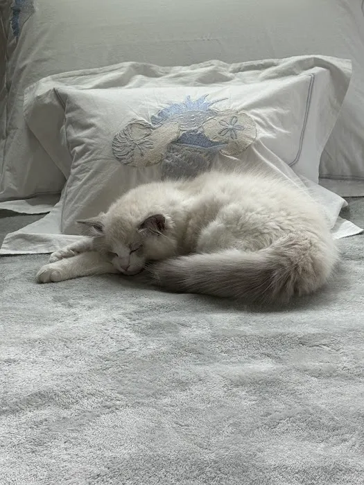 Rose City Felines~ Cozy Cottage Ragz~Specializing in Ragdolls Picture 8