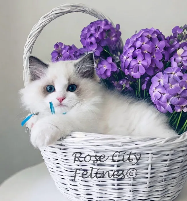 Rose City Felines~ Cozy Cottage Ragz~Specializing in Ragdolls Picture 9