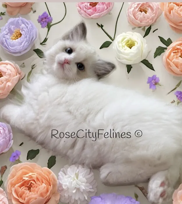 Rose City Felines~ Cozy Cottage Ragz~Specializing in Ragdolls Picture 6