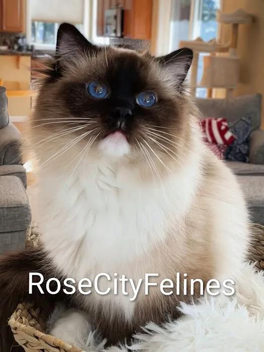 Rose City Felines~ Cozy Cottage Ragz~Specializing in Ragdolls Picture 2