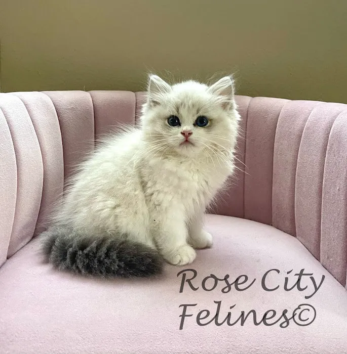 Rose City Felines~ Cozy Cottage Ragz~Specializing in Ragdolls Picture 1