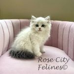Rose City Felines~ Cozy Cottage Ragz~Specializing in Ragdolls
