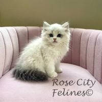 Rose City Felines~ Cozy Cottage Ragz~Specializing in Ragdolls ico