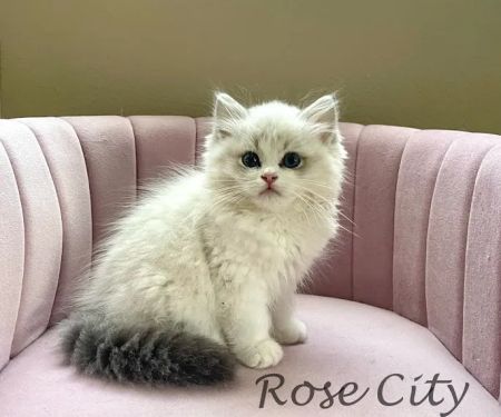 Rose City Felines~ Cozy Cottage Ragz~Specializing in Ragdolls