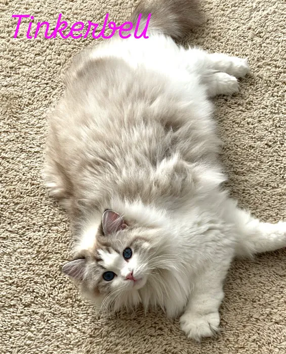 Rose City Felines~ Cozy Cottage Ragz~Specializing in Ragdolls Picture 5