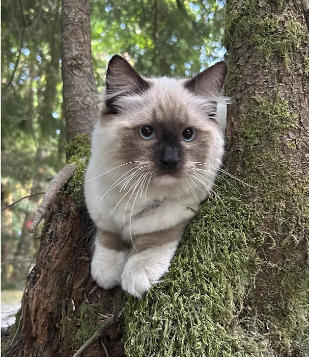 Rose City Felines~ Cozy Cottage Ragz~Specializing in Ragdolls Picture 10
