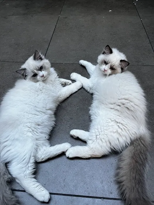 Rose City Felines~ Cozy Cottage Ragz~Specializing in Ragdolls Picture 3