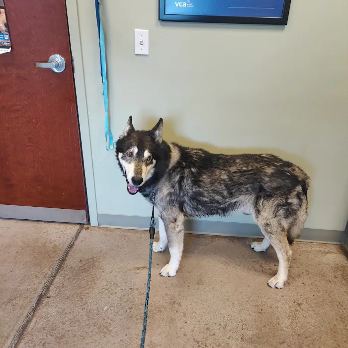 VCA Dakota Ridge Animal Hospital Picture 3
