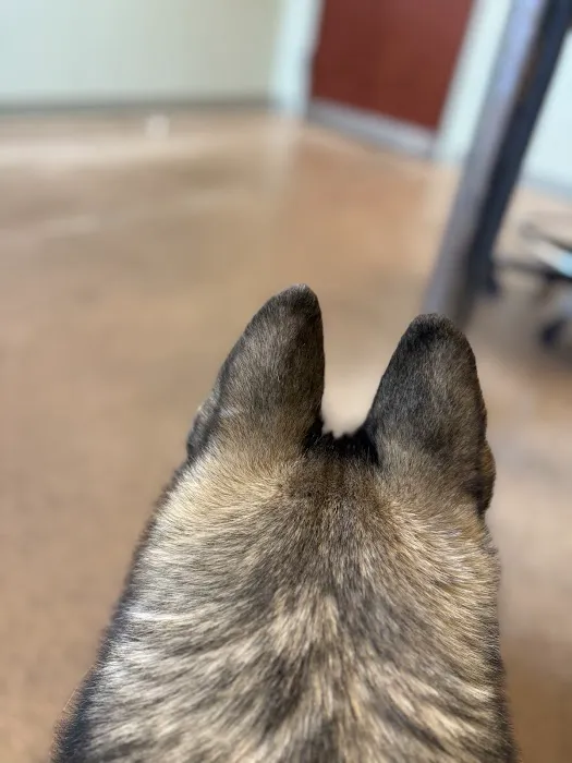 VCA Dakota Ridge Animal Hospital Picture 1