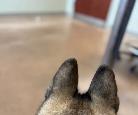 VCA Dakota Ridge Animal Hospital