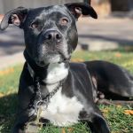 Chatfield Veterinary Hospital