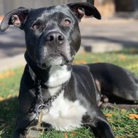 Chatfield Veterinary Hospital ico