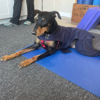 On TRAC Veterinary Care ico