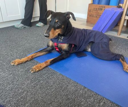 On TRAC Veterinary Care