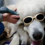 South Clackamas Veterinary Services