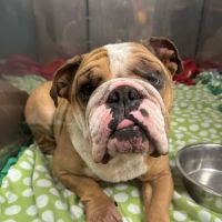 Animal Care Clinic ico