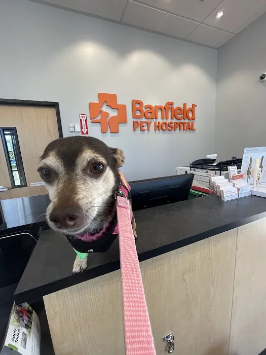 Banfield Pet Hospital Picture 7
