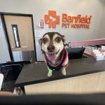 Banfield Pet Hospital