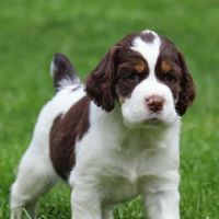Wilsonville Veterinary Clinic ico