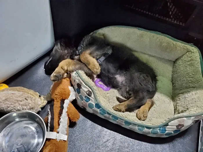 Wilsonville Veterinary Clinic Picture 8