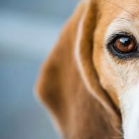 Vista Animal Hospital ico