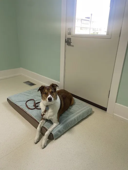 Coal Creek Animal Hospital Picture 4