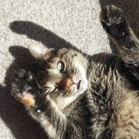 Coal Creek Animal Hospital ico