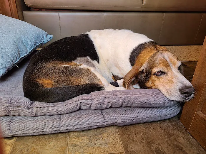 CCAPM Veterinary Care Center Picture 5