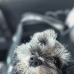 Animal Clinic, LLC