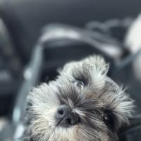 Animal Clinic, LLC ico