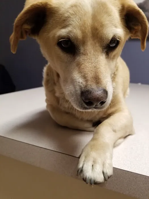 Animal Clinic, LLC Picture 8