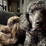 Erie Animal Hospital