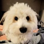 Foxtail Pines Veterinary Hospital