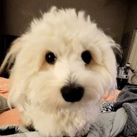Foxtail Pines Veterinary Hospital ico