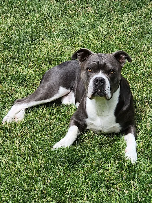 Sunshine Animal Hospital Picture 4