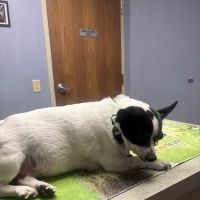 Louisville Family Animal Hospital ico