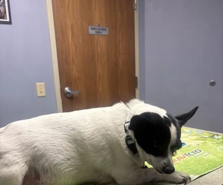 Louisville Family Animal Hospital